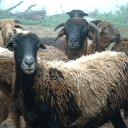 Live Sheep - 9 to 10Kg